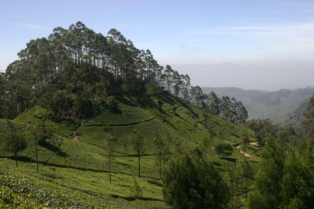 Tree covered highlands in Sri Lanka